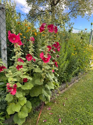 Blumen