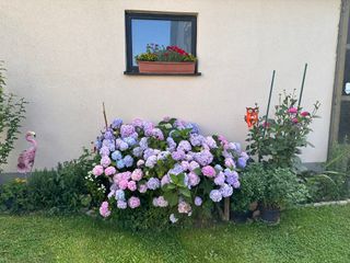 Blumen
