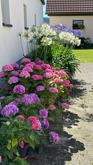 Blumen