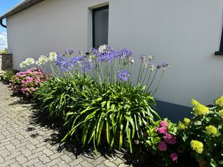 Blumen