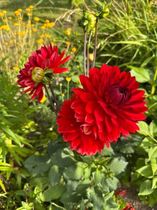 Blumen
