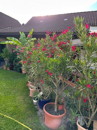 Blumen