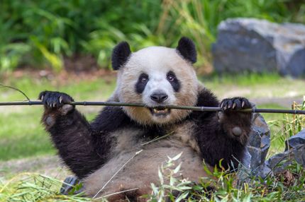 Tageskarte: Zoo Berlin Erwachsener