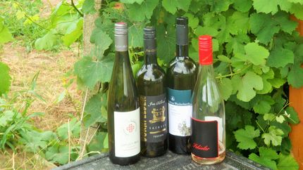 Erlebnistag in den Sächsischen Weinbergen - Kind 6-14 Jahre