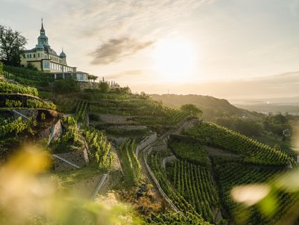 Weinzeit entlang der Elbe - Erwachsene(r)