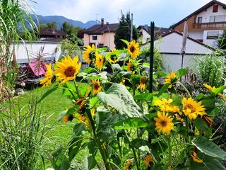 Garten_Bild3.jpg