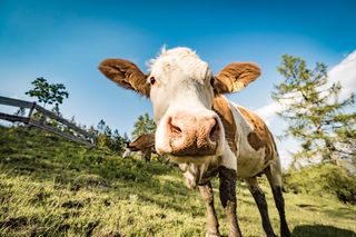 Kühe auf den umliegenden Almen unweit ders Ferienhauses  Bachperle am Fuße des Wilden Kaisergebirges