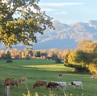 Blick von Wohnzimmer und Terrasse