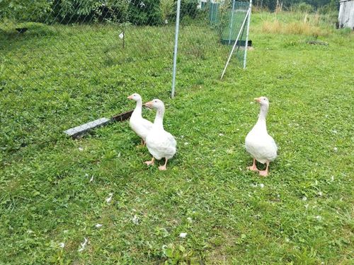 Oscar und Frieda mit Nachwuchs
