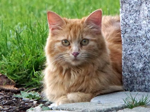 unsere Lussy unsere Lussy