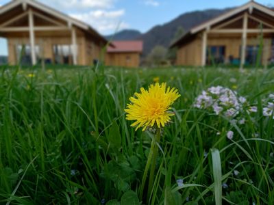 Chalets Löwenzahn