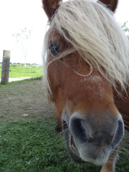 Pony Pony