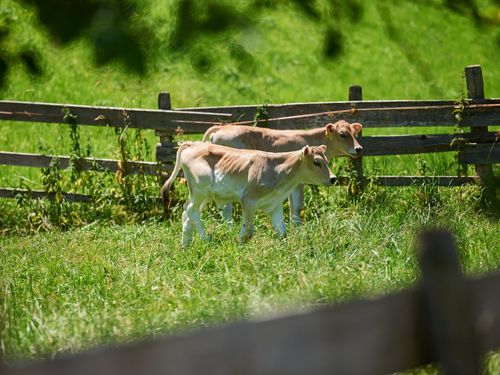 Kälber auf Entdeckungstour Kälber auf Entdeckungstour