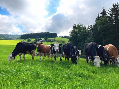 Unsere Kühe mit Panorama