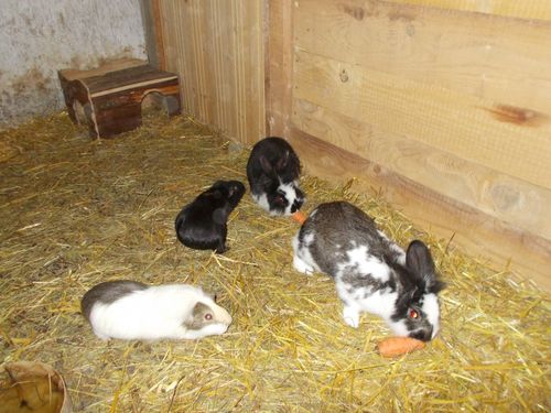 Hasen & Meerschweinchen Hasen & Meerschweinchen