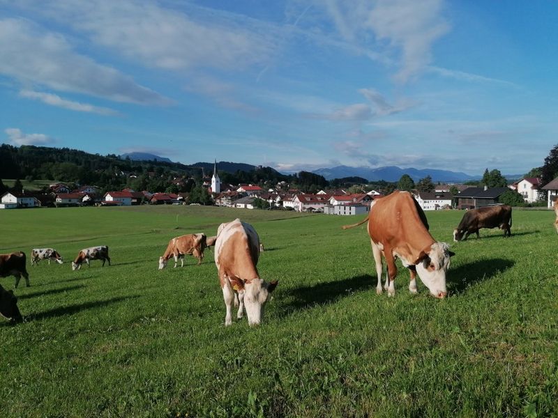 Unsere Kühe Unsere Kühe