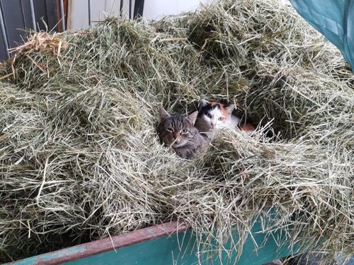 Katzen im Heu Katzen im Heu