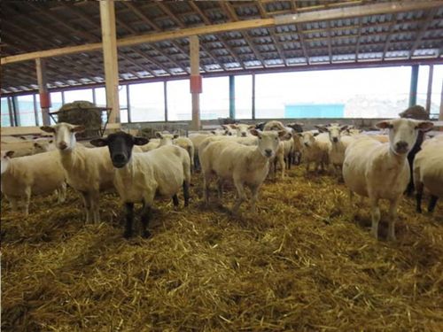 Ferienhof Landfrieden Schafe Ferienhof Landfrieden Schafe
