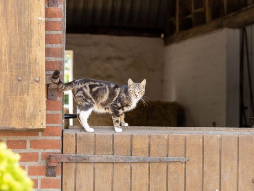 Hofkatze Hofkatze