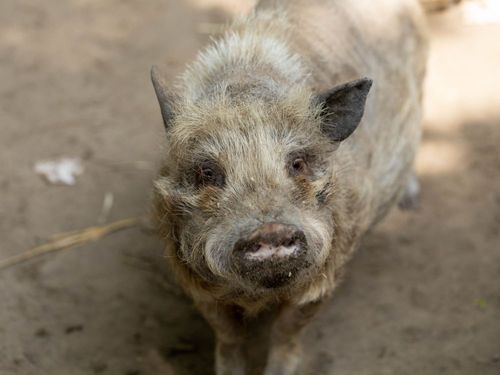 Hofschwein Hofschwein