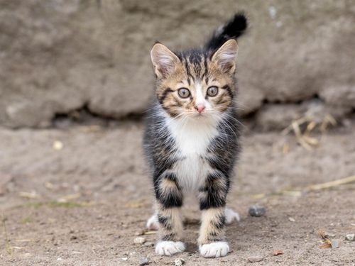 Katzenbaby Katzenbaby