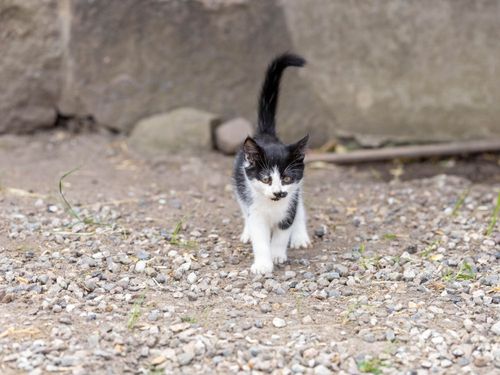 Babykatze Babykatze
