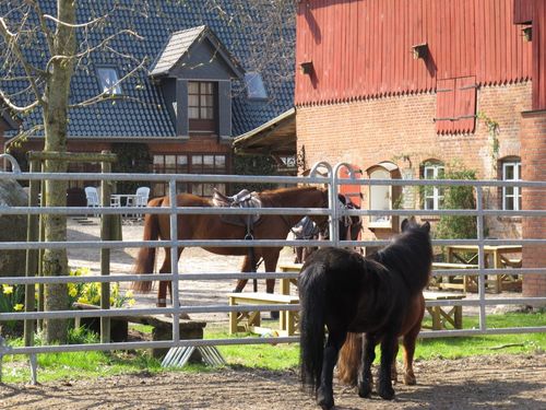 Reiterhof Ostsee Ferienhof Osterbunsbüll