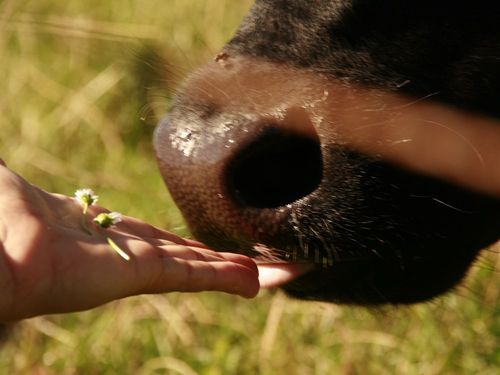 Tierliebe Tierliebe