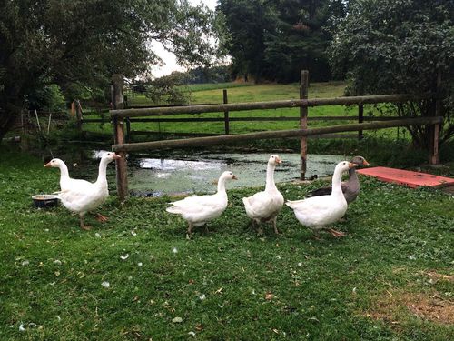 Unsere Gänse Unsere Gänse