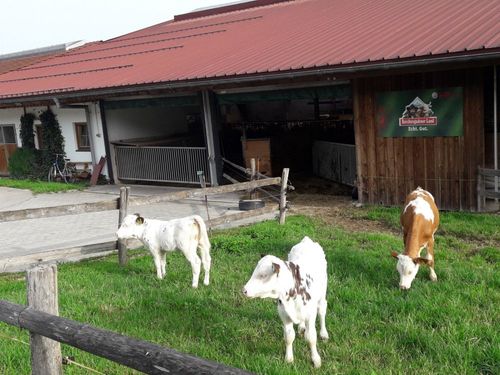 20210713_073253 KÃ¤lber auf der Weide