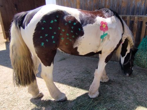 Ponies bemalen