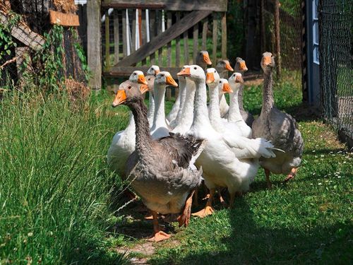 Gänseherde Gänseherde
