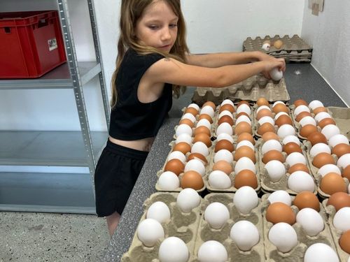 Hilfe beim Eier sammen Hilfe beim Eier sammen