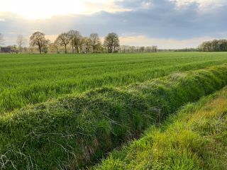 Blick ins Grüne 2