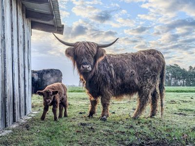 Highland-Rinder Ferienhof Wegmann