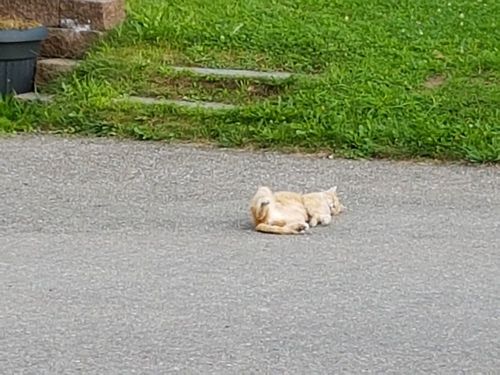 Katzen Katzen