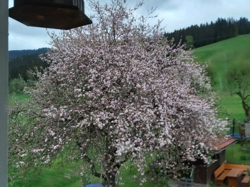 Apfelbaum in voller Blüte Apfelbaum in voller Blüte