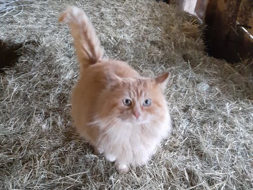 Timmy unser Hauskater Timmy unser Hauskater