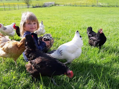 Sofie mit ihren Hühnern Sofie mit ihren Hühnern