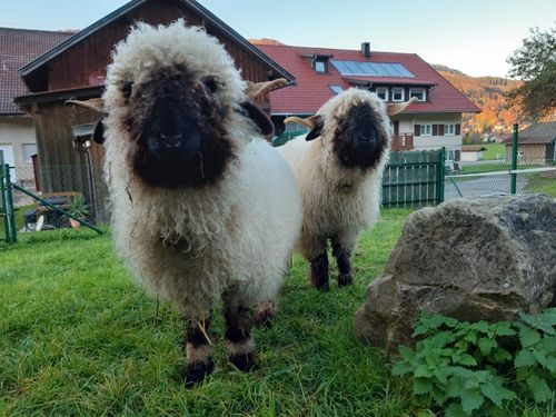 Schnucki & Bärli Schnucki & Bärli