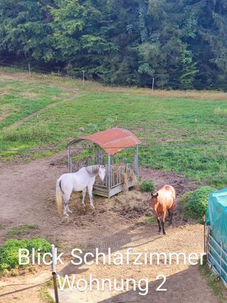 Blick auf die Pferde