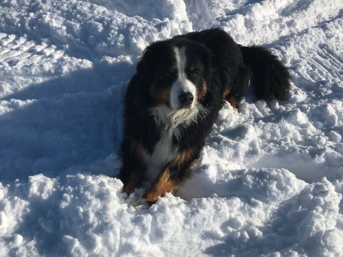 Berner Sennenhund