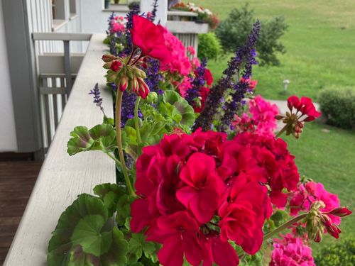 Balkonblumen
