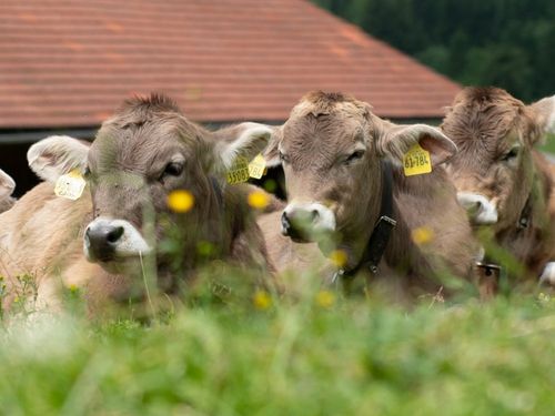 Allgäuer Kühe Allgäuer Kühe