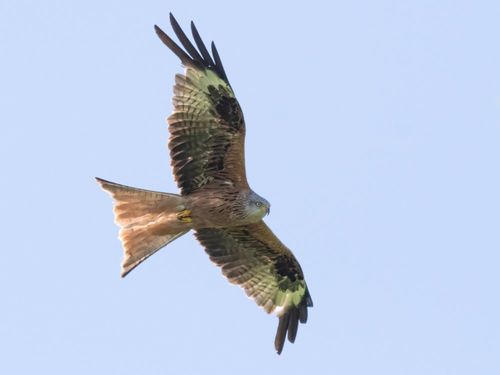 Vogelperspektive Vogelperspektive