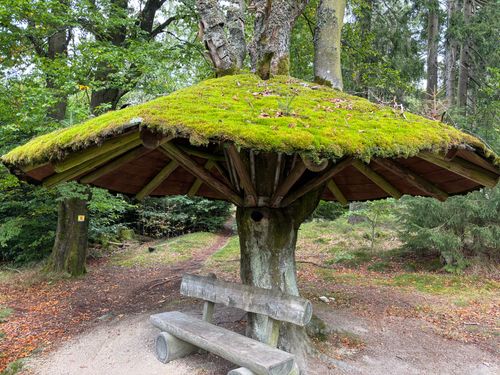 Steinwaldpilz Steinwaldpilz