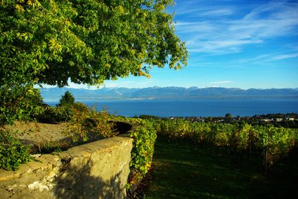Domaine de Bellevue - Découverte de cave