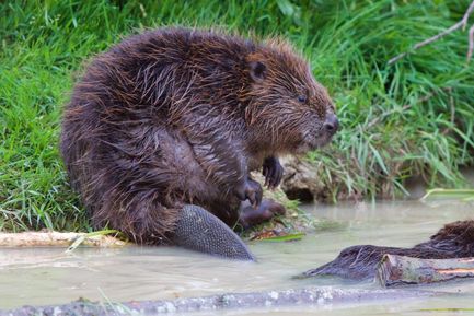 Entrée pour le Parc Animalier La Garenne