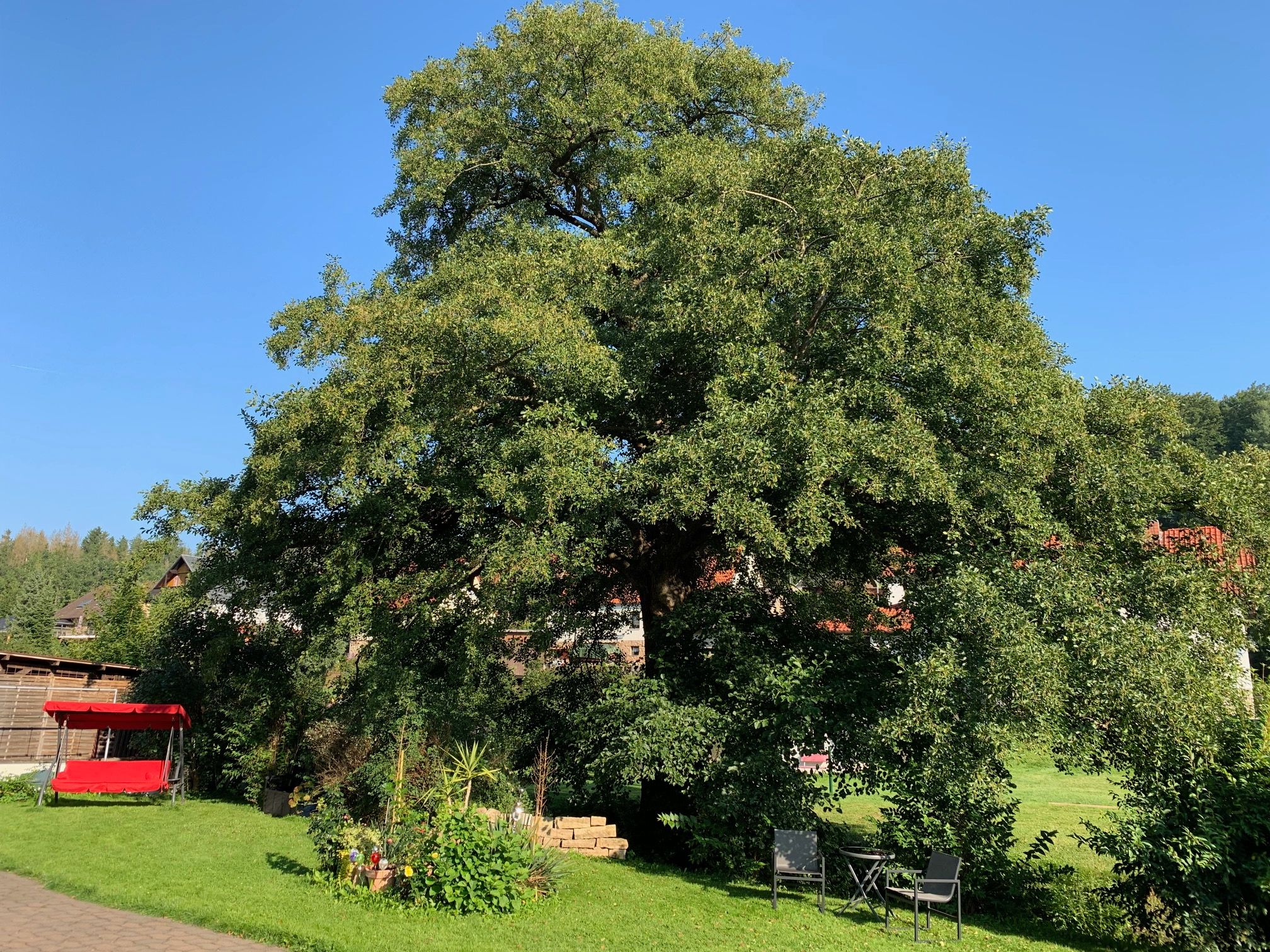 Baum