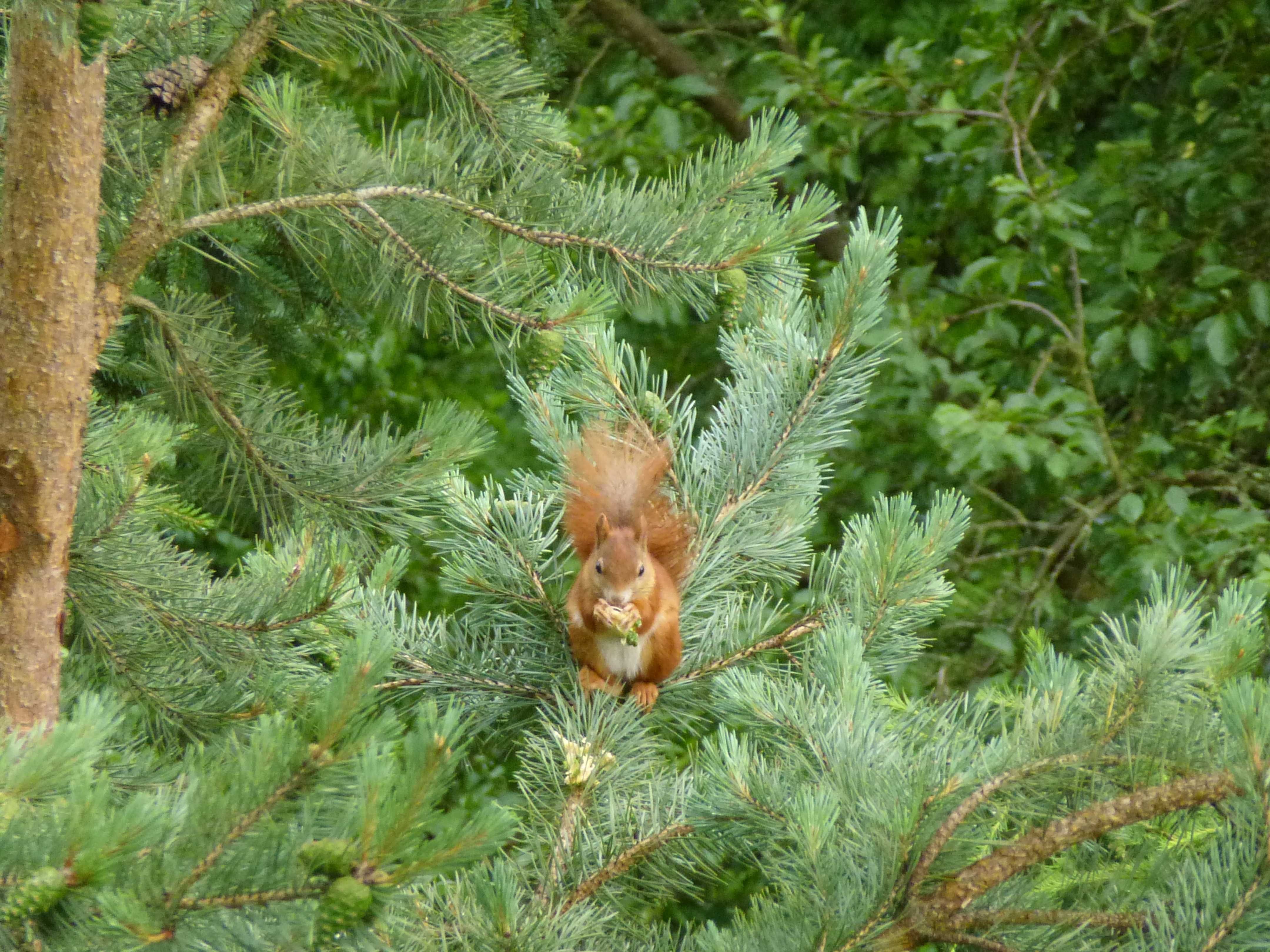 Eichhörnchen